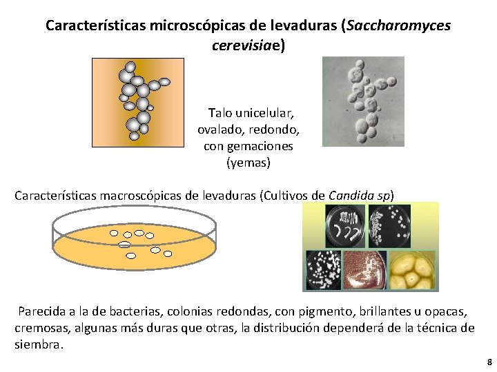 Características microscópicas de levaduras (Saccharomyces cerevisiae) Talo unicelular, ovalado, redondo, con gemaciones (yemas) Características