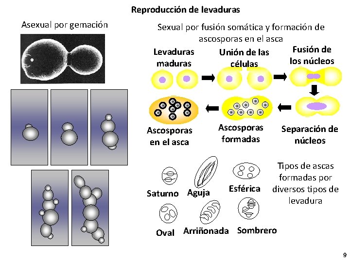Reproducción de levaduras Asexual por gemación Sexual por fusión somática y formación de ascosporas
