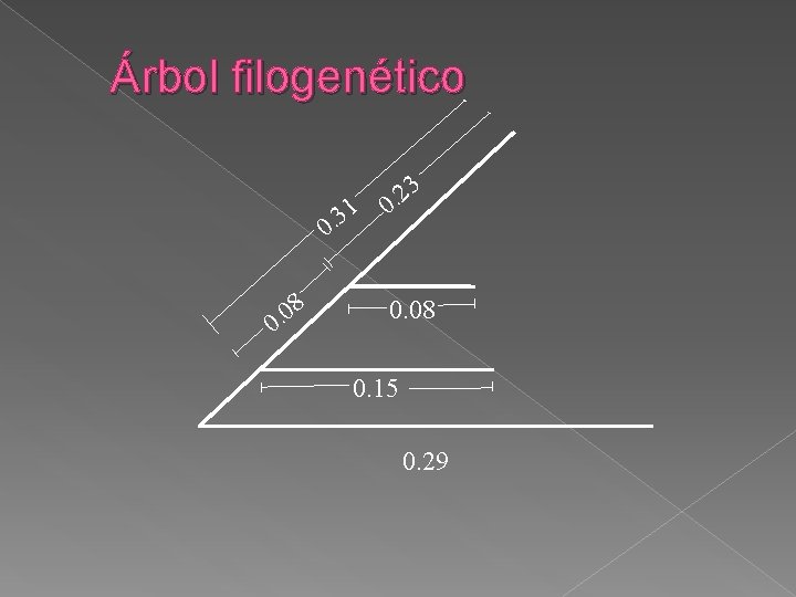 Árbol filogenético 1 3. 0 8 0. 0 3 2. 0 0. 08 0.
