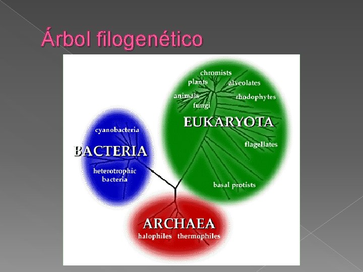 Árbol filogenético 
