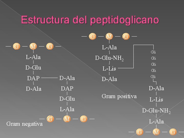 Estructura del peptidoglicano G G M G L-Ala D-Glu-NH 2 D-Glu L-Lis DAP D-Ala