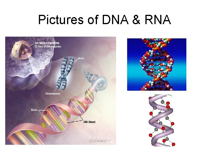 Pictures of DNA & RNA 