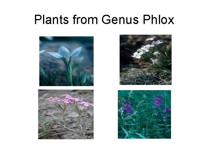 Plants from Genus Phlox 