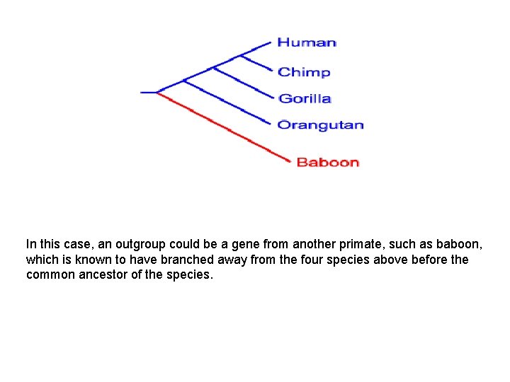 In this case, an outgroup could be a gene from another primate, such as