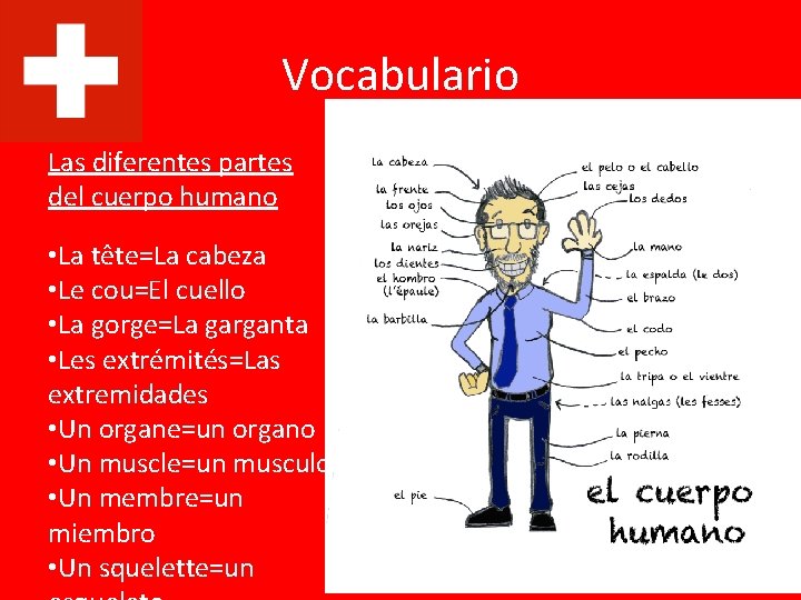 Vocabulario Las diferentes partes del cuerpo humano • La tête=La cabeza • Le cou=El