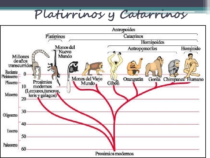 Platirrinos y Catarrinos 