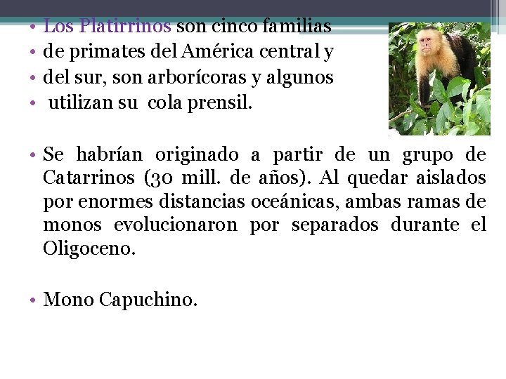  • • Los Platirrinos son cinco familias de primates del América central y