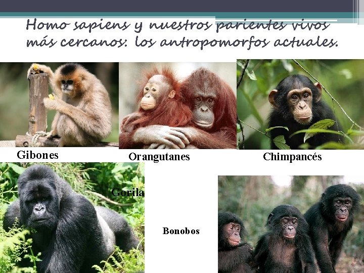 Homo sapiens y nuestros parientes vivos más cercanos: los antropomorfos actuales. Gibones Orangutanes Gorila