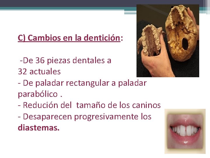 C) Cambios en la dentición: -De 36 piezas dentales a 32 actuales - De