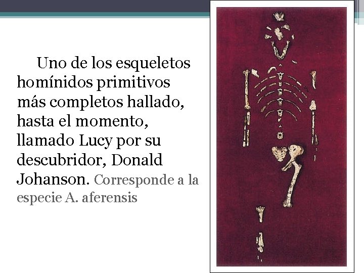 Uno de los esqueletos homínidos primitivos más completos hallado, hasta el momento, llamado Lucy