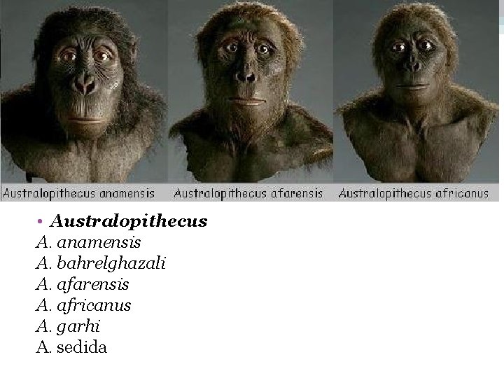  • Australopithecus A. anamensis A. bahrelghazali A. afarensis A. africanus A. garhi A.