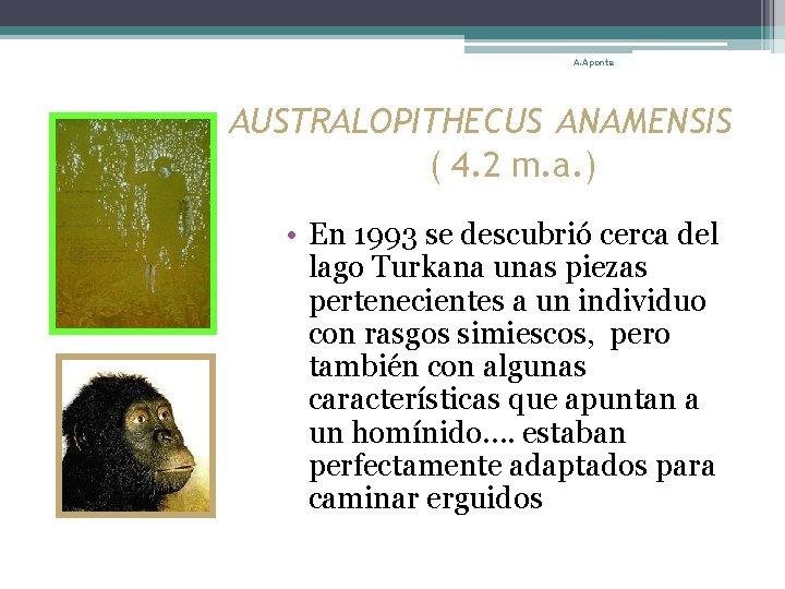 A. Aponte AUSTRALOPITHECUS ANAMENSIS ( 4. 2 m. a. ) • En 1993 se