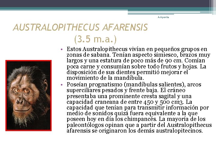 A. Aponte AUSTRALOPITHECUS AFARENSIS (3. 5 m. a. ) • Estos Australopithecus vivían en
