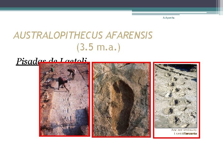 A. Aponte AUSTRALOPITHECUS AFARENSIS (3. 5 m. a. ) Pisadas de Laetoli 