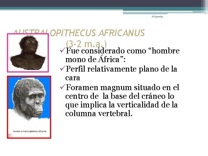 A. Aponte AUSTRALOPITHECUS AFRICANUS (3 -2 m. a. ) üFue considerado como “hombre mono