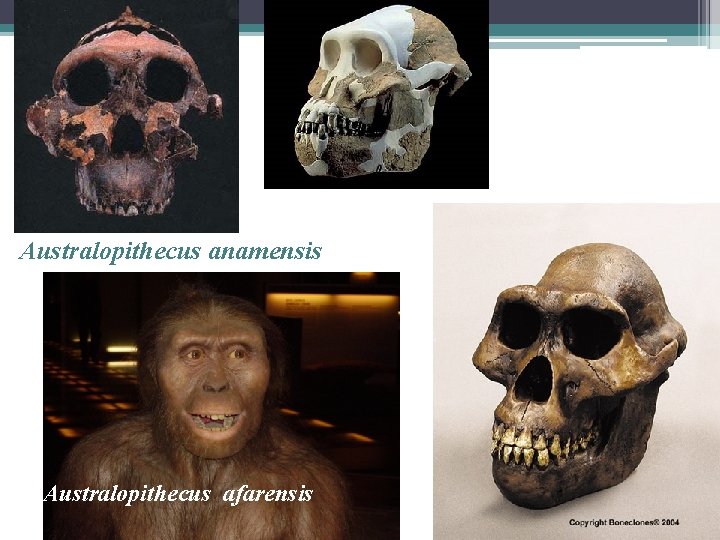 Australopithecus anamensis Australopithecus afarensis 