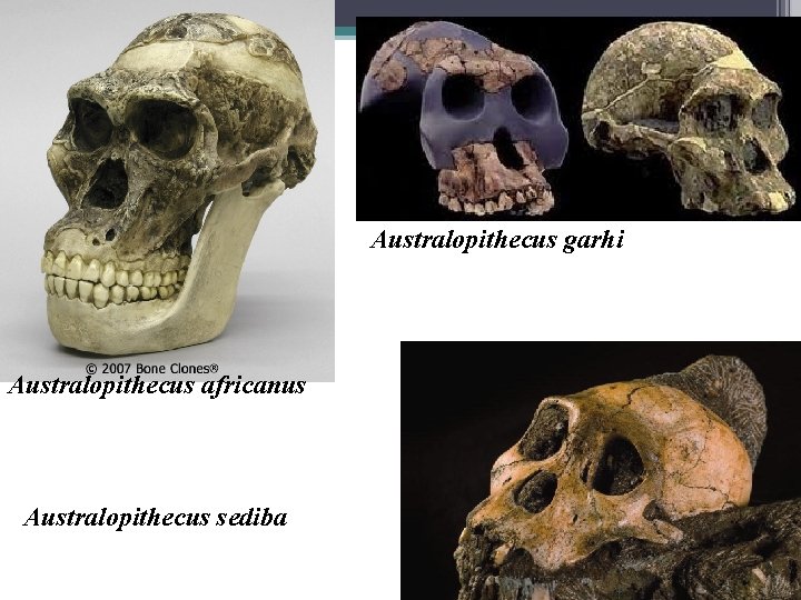 Australopithecus garhi Australopithecus africanus Australopithecus sediba 