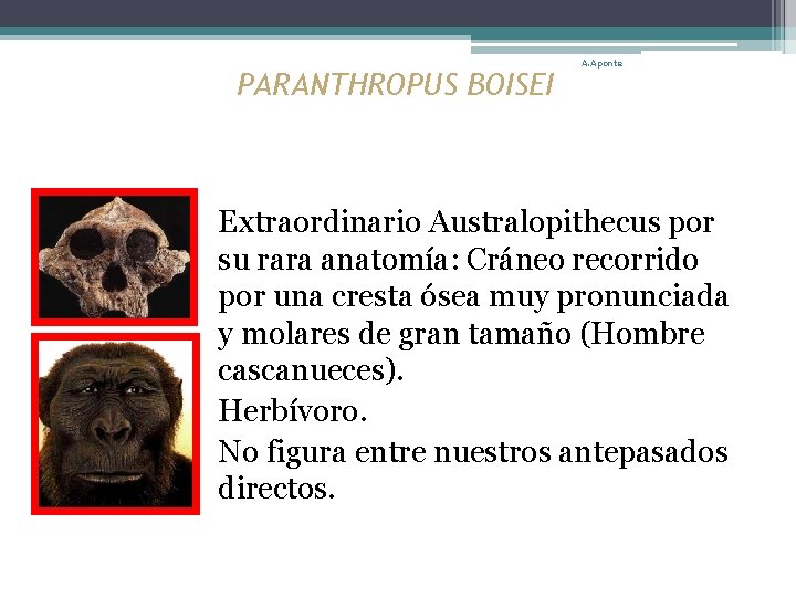 PARANTHROPUS BOISEI A. Aponte Extraordinario Australopithecus por su rara anatomía: Cráneo recorrido por una