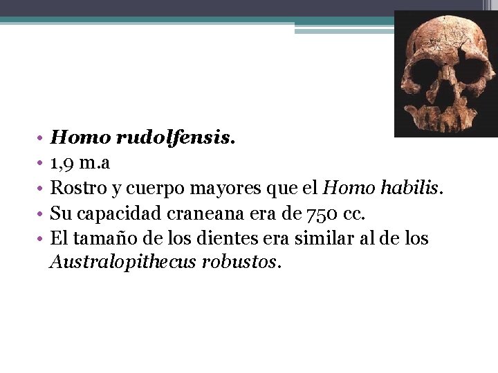  • • • Homo rudolfensis. 1, 9 m. a Rostro y cuerpo mayores