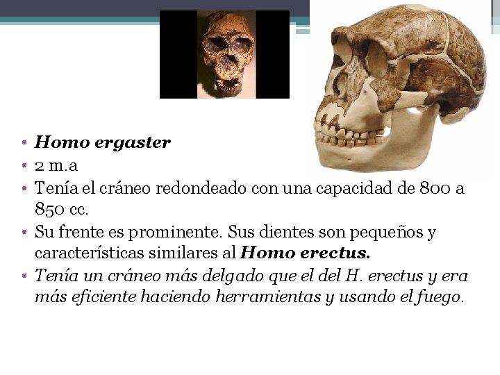  • Homo ergaster • 2 m. a • Tenía el cráneo redondeado con