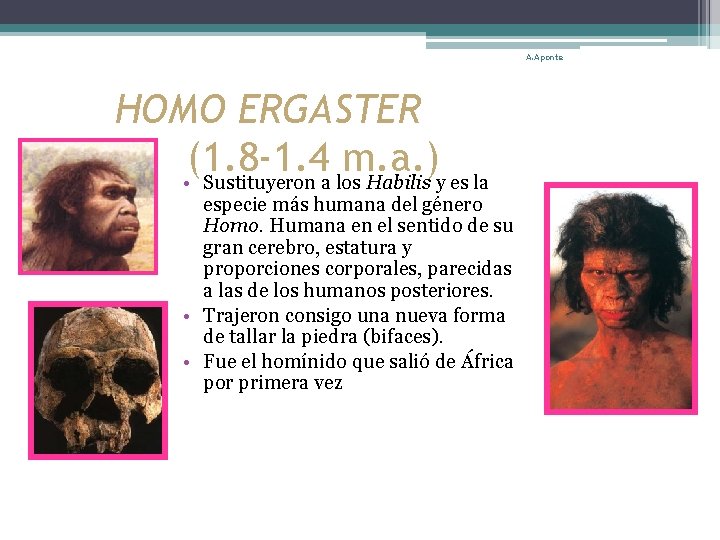 A. Aponte HOMO ERGASTER (1. 8 -1. 4 m. a. ) • Sustituyeron a