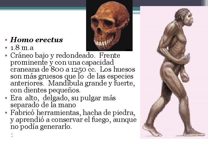  • Homo erectus • 1. 8 m. a • Cráneo bajo y redondeado.