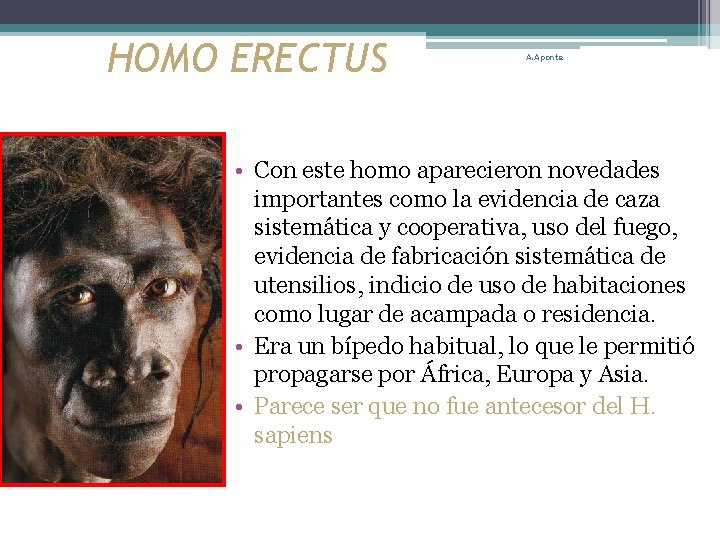 HOMO ERECTUS A. Aponte • Con este homo aparecieron novedades importantes como la evidencia