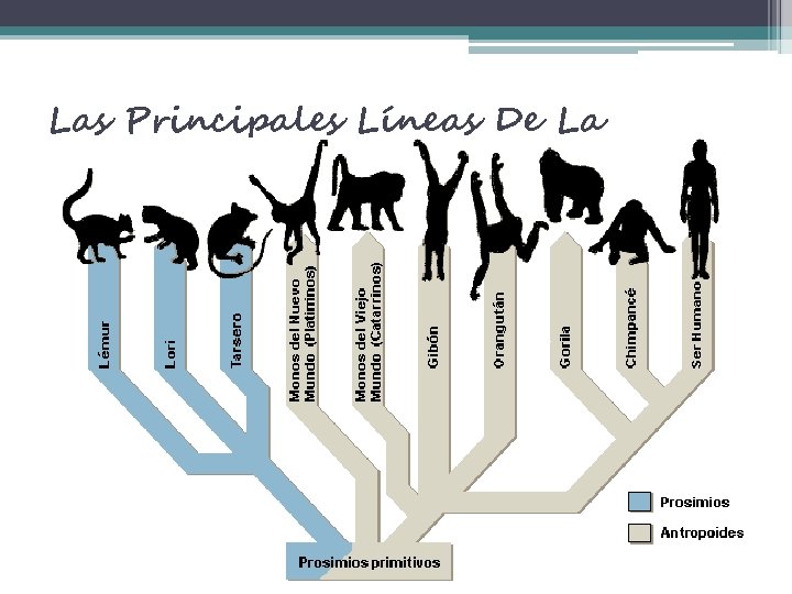 Las Principales Líneas De La Evolución De Los Primates 