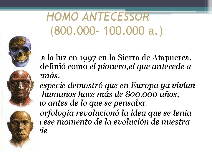 HOMO ANTECESSOR (800. 000 - 100. 000 a. ) • Salió a la luz