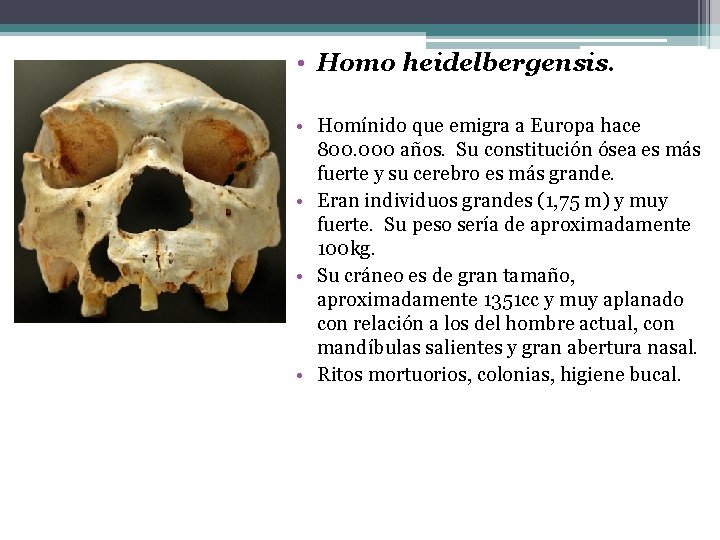  • Homo heidelbergensis. • Homínido que emigra a Europa hace 800. 000 años.