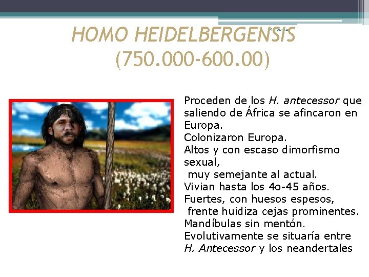 HOMO HEIDELBERGENSIS (750. 000 -600. 00) A. Aponte Proceden de los H. antecessor que