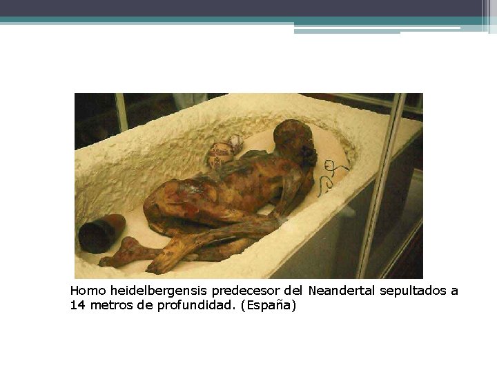 Homo heidelbergensis predecesor del Neandertal sepultados a 14 metros de profundidad. (España) 
