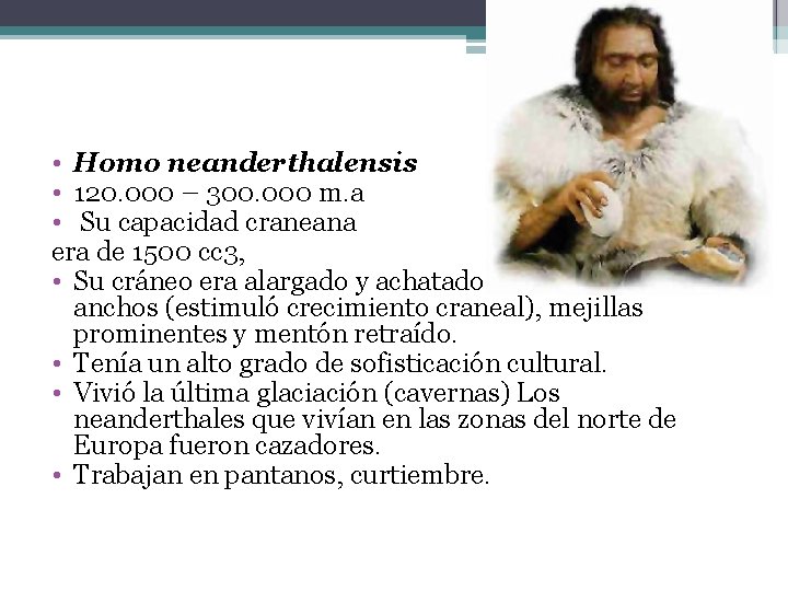  • Homo neanderthalensis • 120. 000 – 300. 000 m. a • Su