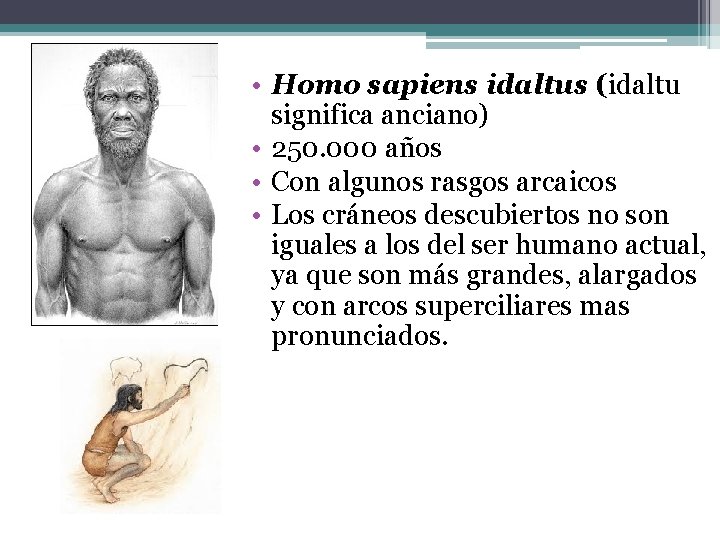  • Homo sapiens idaltus (idaltu significa anciano) • 250. 000 años • Con