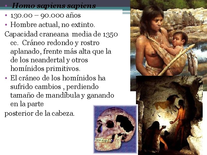  • Homo sapiens • 130. 00 – 90. 000 años • Hombre actual,