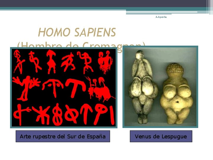 A. Aponte HOMO SAPIENS (Hombre de Cromagnon) Arte rupestre del Sur de España Venus