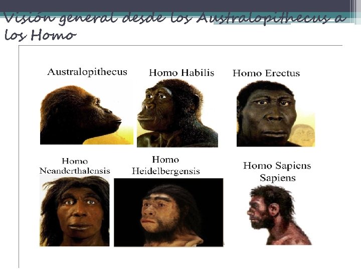 Visión general desde los Australopithecus a los Homo 