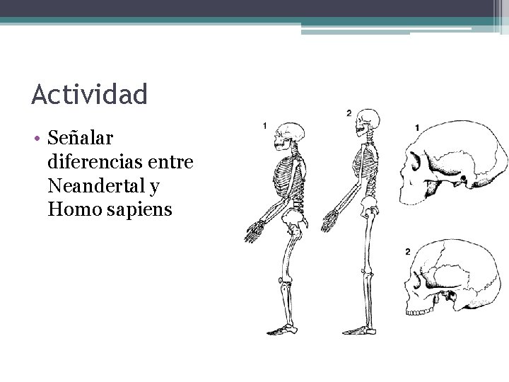 Actividad • Señalar diferencias entre Neandertal y Homo sapiens 