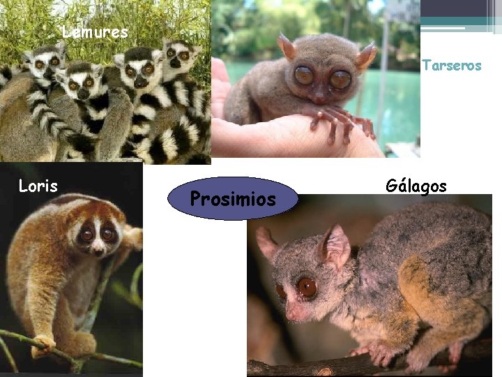 Lemures Tarseros Loris Prosimios Gálagos 