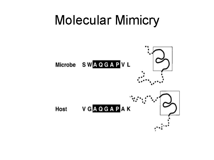 Molecular Mimicry (Oldstone, 1998) 14 