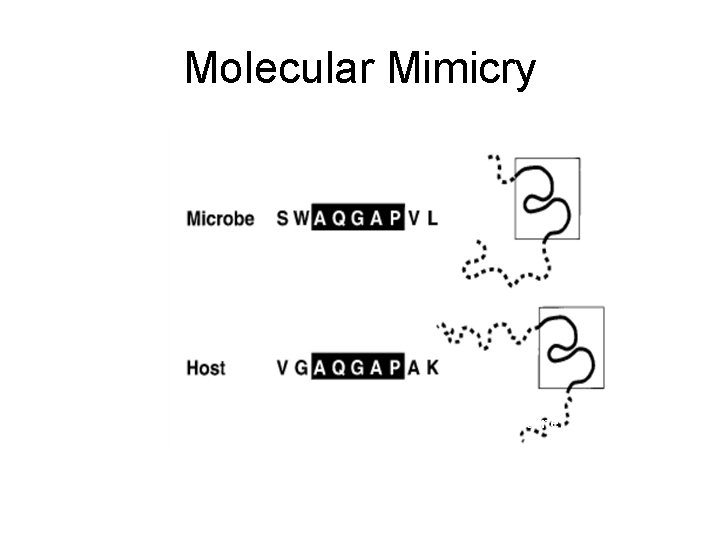 Molecular Mimicry (Oldstone, 1998) 14 