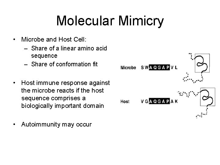 Molecular Mimicry • Microbe and Host Cell: – Share of a linear amino acid