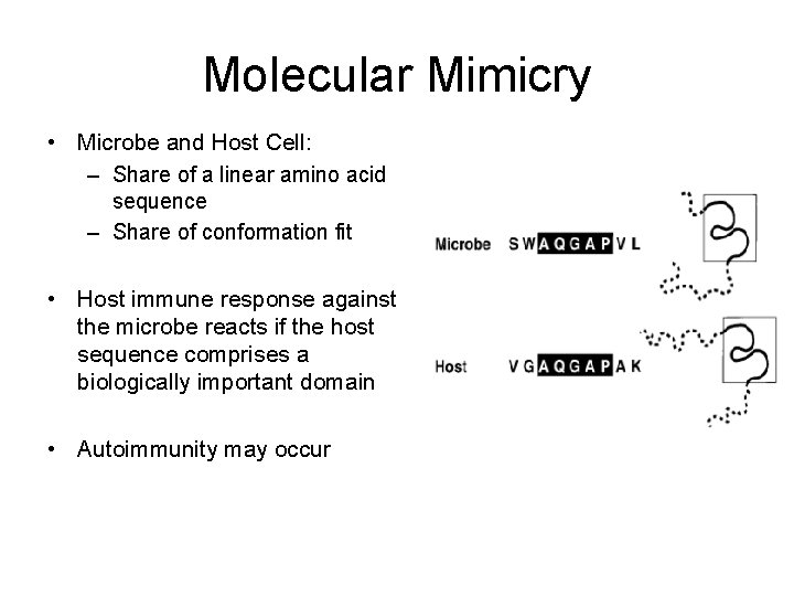 Molecular Mimicry • Microbe and Host Cell: – Share of a linear amino acid