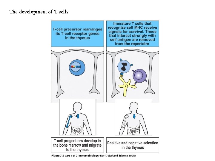 The development of T cells: Figure 7 -2 part 1 of 2 