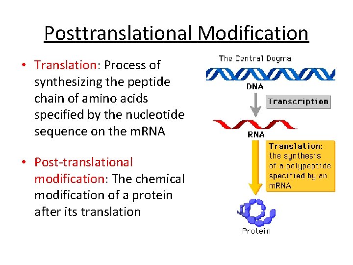 Posttranslational Modification • Translation: Process of synthesizing the peptide chain of amino acids specified