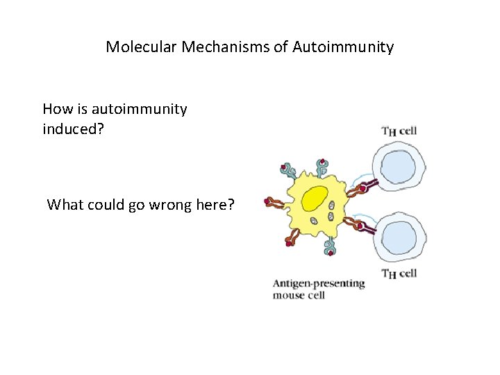 Molecular Mechanisms of Autoimmunity How is autoimmunity induced? What could go wrong here? 