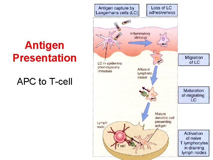 Antigen Presentation APC to T-cell 