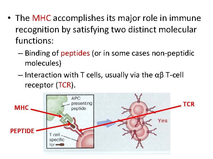 • The MHC accomplishes its major role in immune recognition by satisfying two