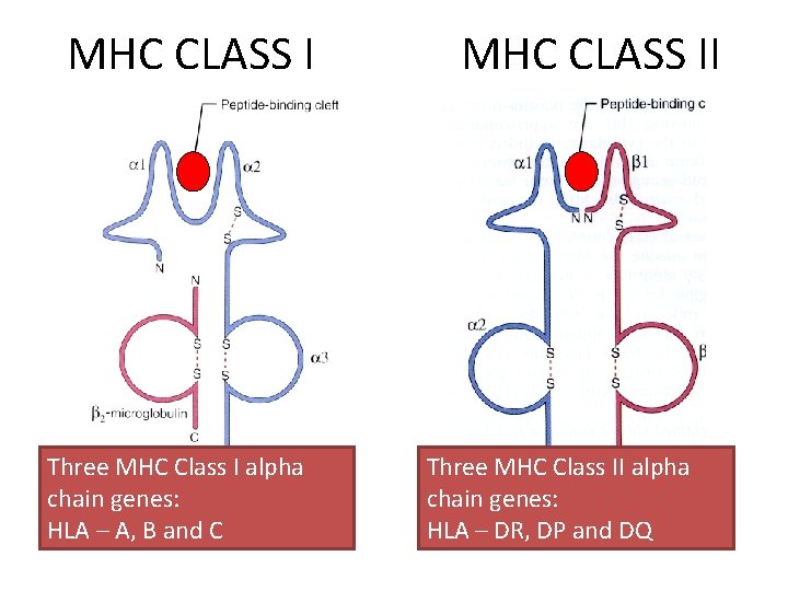 MHC CLASS I Three MHC Class I alpha chain genes: HLA – A, B