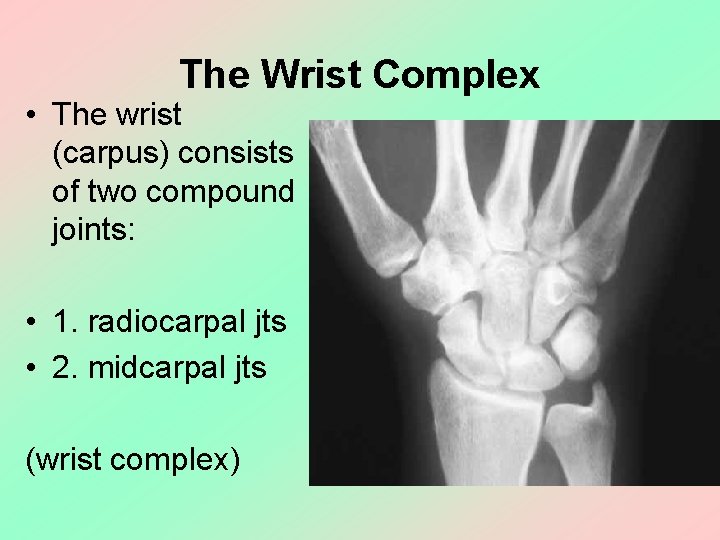 The Wrist Complex • The wrist (carpus) consists of two compound joints: • 1.